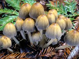 Attēlu rezultāti vaicājumam “Coprinus micaceus”