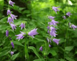 Attēlu rezultāti vaicājumam “Campanula rapunculoides flower”