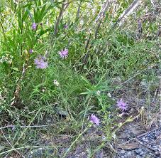 Attēlu rezultāti vaicājumam “Centaurea stoebe”