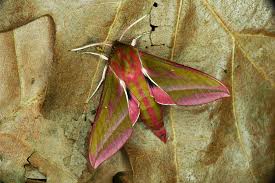 Attēlu rezultāti vaicājumam “Deilephila elpenor”