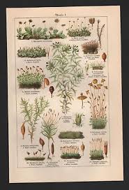 Attēlu rezultāti vaicājumam “Neckera complanata”