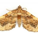 Attēlu rezultāti vaicājumam “Pelurga comitata”