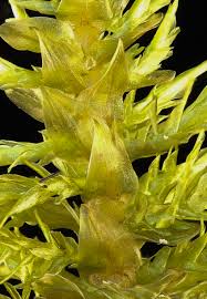 Attēlu rezultāti vaicājumam “Calliergon cordifolium”