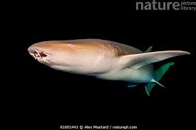 Image result for Nebrius ferrugineus