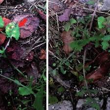 Attēlu rezultāti vaicājumam “Cystiphora sanguinea”