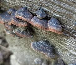 Attēlu rezultāti vaicājumam “Cribraria rubiginosa”