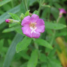 Attēlu rezultāti vaicājumam “Epilobium hirsutum”