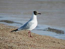 Attēlu rezultāti vaicājumam “Larus ridibundus eggs”