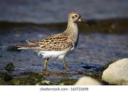 Image result for Calidris melanotos