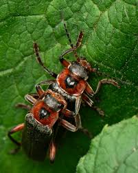 Attēlu rezultāti vaicājumam “Cantharis rustica”