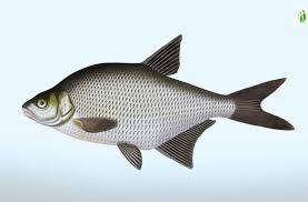 Image result for Abramis brama