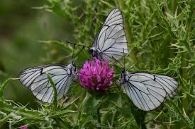 Attēlu rezultāti vaicājumam “Aporia crataegi pupa”