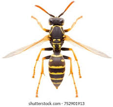 Attēlu rezultāti vaicājumam “Polistes nimpha”