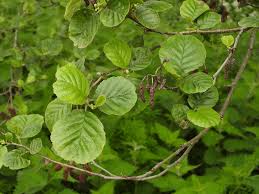 Attēlu rezultāti vaicājumam “Alnus glutinosa”