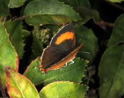 Attēlu rezultāti vaicājumam “Thecla betulae female”