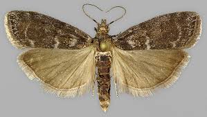 Attēlu rezultāti vaicājumam “Ortholepis betulae”