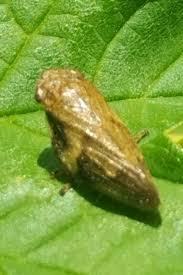 Attēlu rezultāti vaicājumam “Aphrophora alni imago”