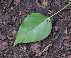 Attēlu rezultāti vaicājumam “Populus x berolinensis”