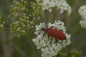 Attēlu rezultāti vaicājumam “Pyrochroa coccinea”