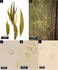 Attēlu rezultāti vaicājumam “Melampsora magnusiana”