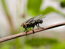 Attēlu rezultāti vaicājumam “Sarcophaga carnaria”