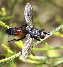 Attēlu rezultāti vaicājumam “Cylindromyia sp.”