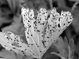 Attēlu rezultāti vaicājumam “Exobasidium splendidum”