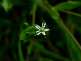 Attēlu rezultāti vaicājumam “Stellaria uliginosa”