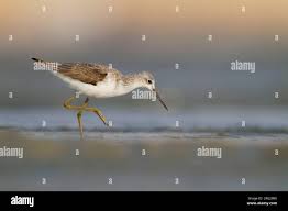 Attēlu rezultāti vaicājumam “Tringa stagnatilis adult”