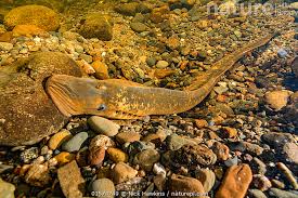 Image result for Petromyzon marinus