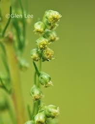 Attēlu rezultāti vaicājumam “Artemisia campestris bud”
