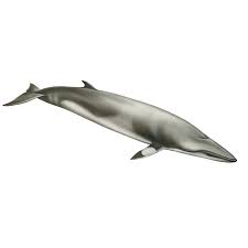 Image result for Balaenoptera acutorostrata