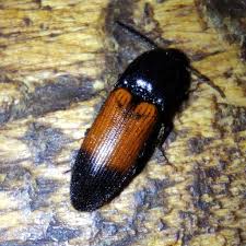 Attēlu rezultāti vaicājumam “Ampedus balteatus”