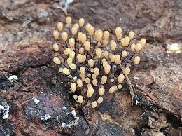 Attēlu rezultāti vaicājumam “Arcyria imperialis”