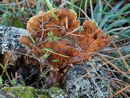 Attēlu rezultāti vaicājumam “Onnia triquetra”