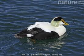 Attēlu rezultāti vaicājumam “Somateria mollissima male”