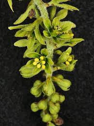 Attēlu rezultāti vaicājumam “Physarum viride var. aurantium macro”