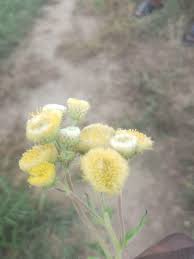Image result for Helichrysum foetidum