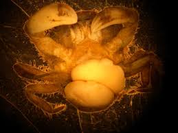 Attēlu rezultāti vaicājumam “Barbilophozia lycopodioides macro”