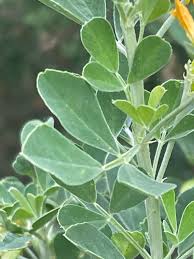 Attēlu rezultāti vaicājumam “Medicago”