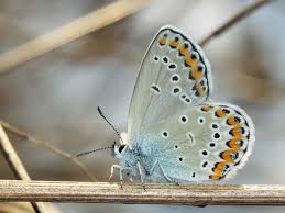Attēlu rezultāti vaicājumam “Plebejus argyrognomon”