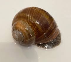 Attēlu rezultāti vaicājumam “Helix pomatia”