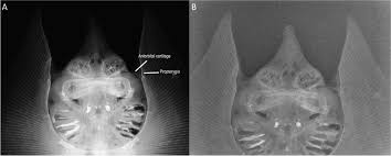 Image result for Bathyraja brachyurops