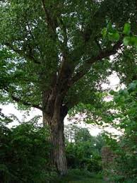 Attēlu rezultāti vaicājumam “Populus nigra”