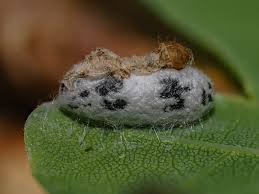 Attēlu rezultāti vaicājumam “Ichneumonidae cocoon”