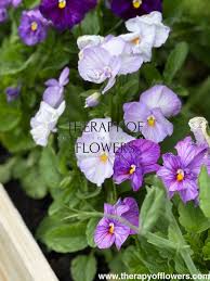 Image result for Viola x wittrockiana `Hiemalis`