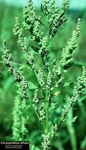 Image result for Chenopodium album