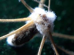 Attēlu rezultāti vaicājumam “Torrubiella arachnophila”