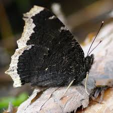 Attēlu rezultāti vaicājumam “Nymphalis antiopa upperside”