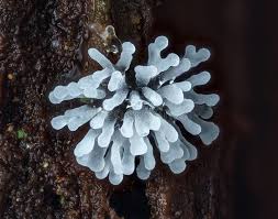 Attēlu rezultāti vaicājumam “Physarum oblatum stalked”
